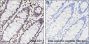 Anti-Monomethyl-Histone H4 (Arg3) Mouse mAb
