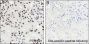 Anti-Monomethyl-Histone H4 (Arg3) Mouse mAb