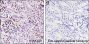 Anti-Monomethyl-Histone H4 (Arg3) Mouse mAb
