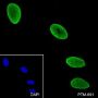 Anti-Monomethyl-Histone H4 (Arg3) Mouse mAb