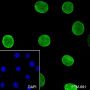 Anti-Monomethyl-Histone H4 (Arg3) Mouse mAb