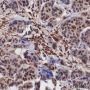 Anti-FTO Rabbit mAb