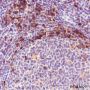 Anti-ISG20 Rabbit mAb