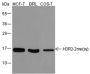 Anti-Symmetric Dimethyl-Histone H3 (Arg2) Mouse mAb