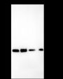 Anti-Syntaxin 6 Rabbit mAb