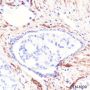 Anti-Vinculin Rabbit mAb