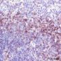 Anti-Lck Rabbit mAb