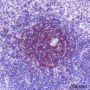 Anti-Lck Rabbit mAb