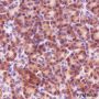 Anti-Calnexin Rabbit mAb