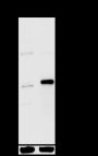 Anti-Phospho-NPM1 (Thr199) Rabbit pAb