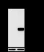 Anti-Phospho-NPM1 (Thr199) Rabbit pAb