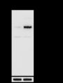 Anti-Phospho-HSF1 (Ser326) Rabbit pAb