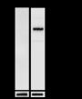Anti-Phospho-HSF1 (Ser326) Rabbit pAb