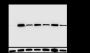 Anti-CD47 Rabbit mAb