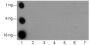 Anti-Monomethyl-Histone H4 (Arg19) Rabbit pAb