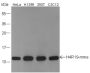 Anti-Monomethyl-Histone H4 (Arg19) Rabbit pAb