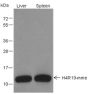 Anti-Monomethyl-Histone H4 (Arg19) Rabbit pAb