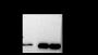 Anti-Monomethyl-Histone H4 (Arg19) Rabbit pAb