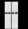 Anti-NOX2/gp91phox Rabbit mAb