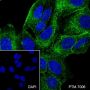 Anti-PACSIN3 Rabbit mAb