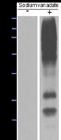 Anti-Phosphotyrosine Mouse mAb