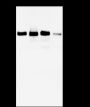 Anti-METTL3 Mouse mAb