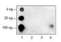 Anti-Phosphotyrosine Rabbit mAb