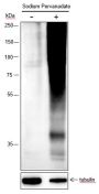 Anti-Phosphotyrosine Rabbit mAb