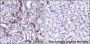 Anti-Phosphotyrosine Rabbit mAb