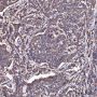 Anti-eIF4G1 Rabbit mAb