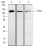 Anti-PYK2 Rabbit mAb