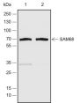Anti-SAM68 Rabbit pAb