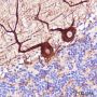 Anti-Neurofilament-H Rabbit mAb