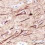 Anti-Neurofilament-H Rabbit mAb