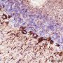 Anti-Neurofilament-H Rabbit mAb