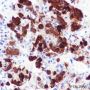 Anti-ACTH Rabbit mAb