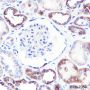 Anti-GBA Rabbit mAb