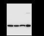 Anti-14-3-3 eta / YWHAH Rabbit pAb