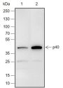 Anti-p40 Rabbit mAb