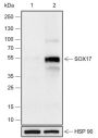 Anti-SOX17 Rabbit mAb