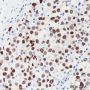 Anti-SOX17 Rabbit mAb