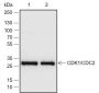 Anti-CDK1/Cdc2 Rabbit mAb
