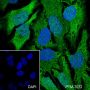 Anti-CDK1/Cdc2 Rabbit mAb