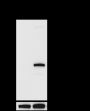 Anti-Citrulline-NPM1 (Arg196) Rabbit pAb
