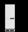 Anti-Citrulline-NPM1 (Arg196) Rabbit pAb