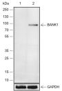 Anti-BANK1 Rabbit mAb