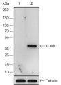 Anti-CD40 Rabbit mAb