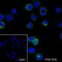 Anti-CD40 Rabbit mAb