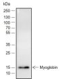 Anti-Myoglobin Rabbit mAb