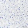 Anti-Myoglobin Rabbit mAb